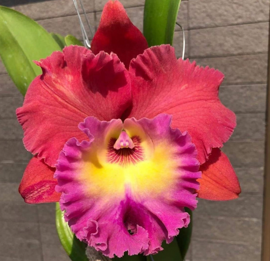 Rlc Siam Magic Cattaleya Orchid 4" Pot - Aloha Hawaii Orchids