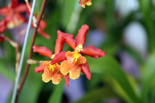 Wilsonara Aloha Sparks ‘Halloween’ orchid with bright orange and yellow spotted blooms – easy-blooming hybrid – Hawai‘i grown