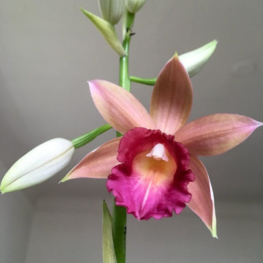 Phaius Ramona Harris 'Looking At You' 4" Pot Orchid - Aloha Hawaii Orchids