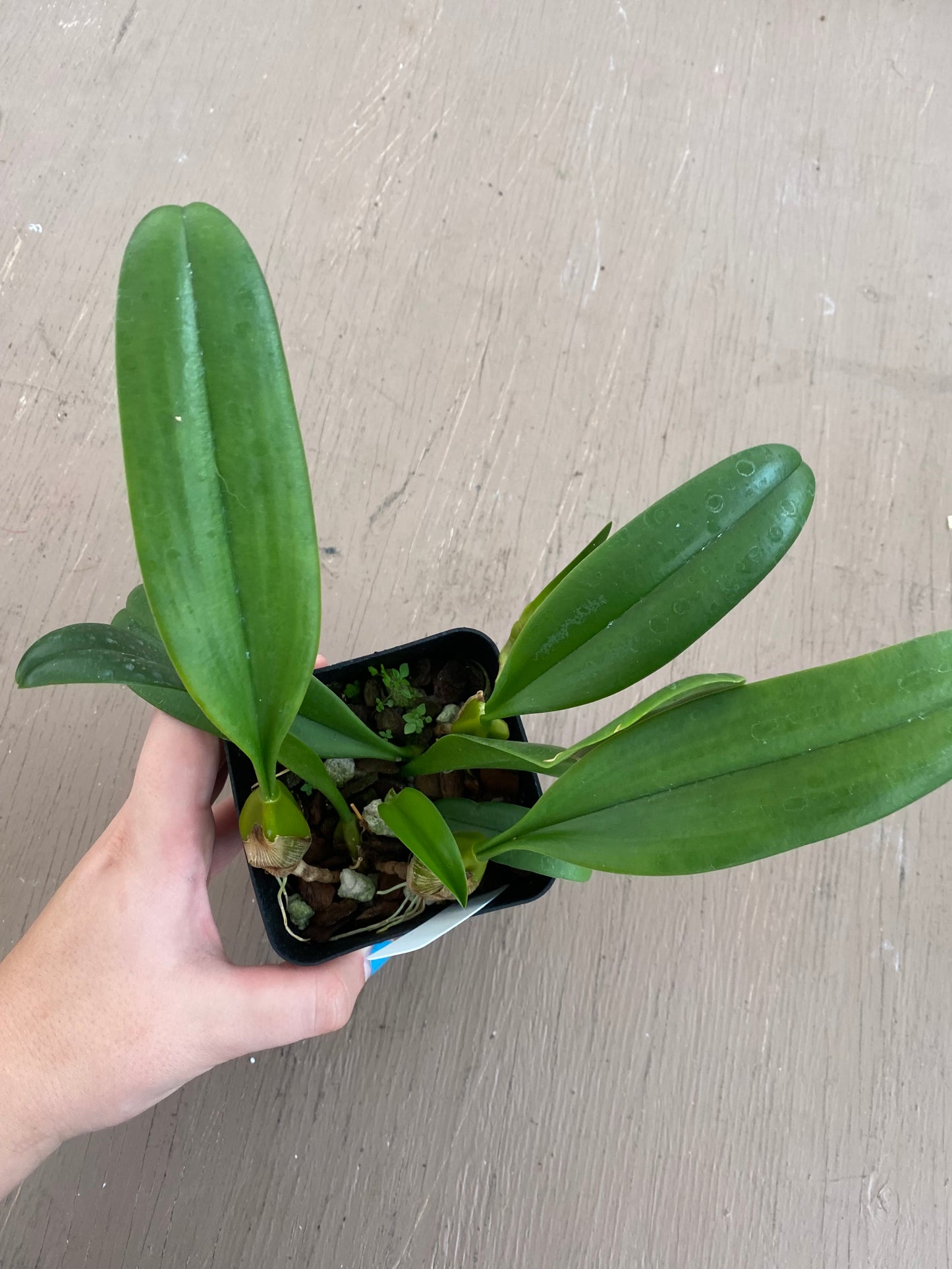 Bulb. Daisy Chain ( Makoyanum x Cumingii ) Orchid 4" - Aloha Hawaii Orchids