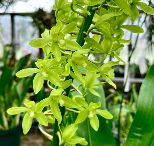 Grammatophyllum Scriptum Var. Citrinum ( Green Alba ) Orchid Comes In 4" pot - Aloha Hawaii Orchids