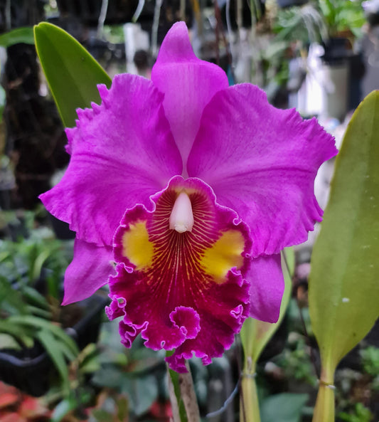 Rhyncholaeliocattleya Thongsupan x Rlc Sriprathum Pink Orchid 4" Pot - Aloha Hawaii Orchids