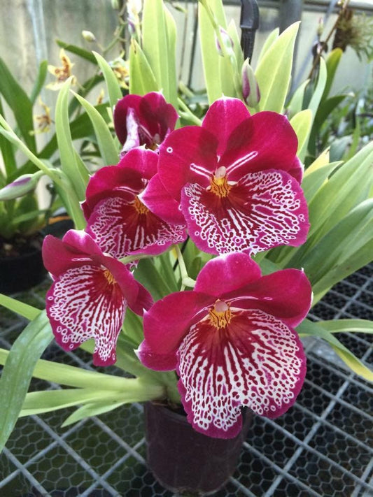 Orchid Miltoniopsis Breathless 'Beauty'Orchid Live Plants - Aloha Hawaii Orchids