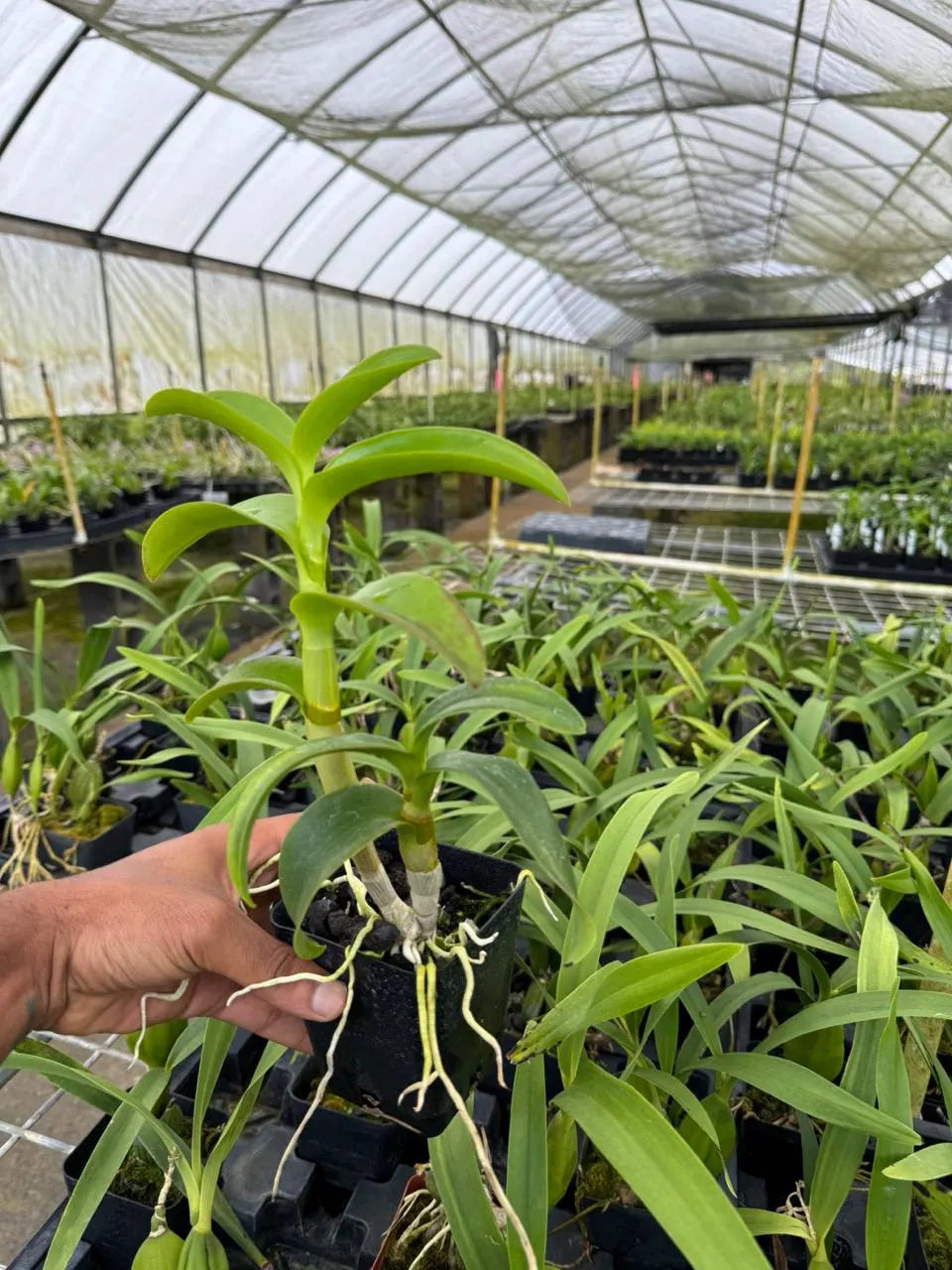 Dendrobium Burana 'Emerald' Orchid Comes in 4" Pot - Aloha Hawaii Orchids