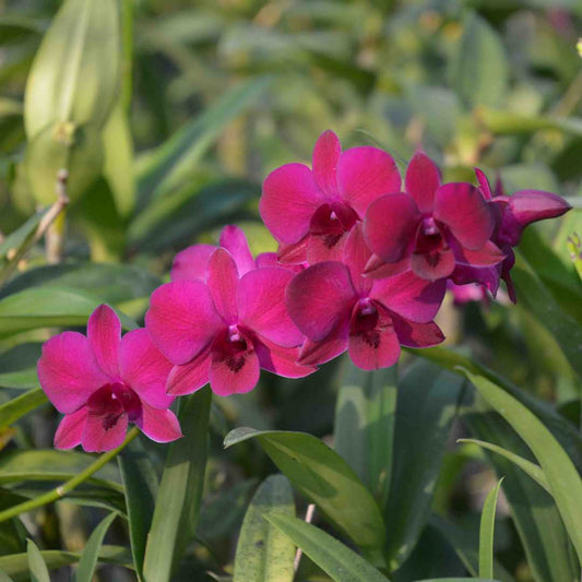 Dendrobium Ladda Red Orchid 3" Pot - Aloha Hawaii Orchids