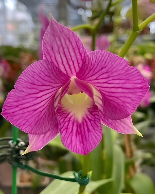 Dendrobium Tanida Pink Stripe Orchid – Live Dendrobium Orchid Plant, Blooming Size