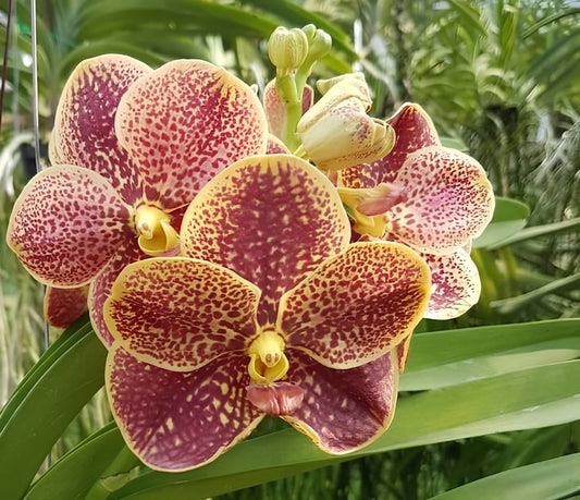 Ascocenda Kultana Orose × Thai Ruby – Compact Vanda-Type Orchid – Vibrant Hybrid – Hawai‘i Grown Orchid Plant- 4" pot