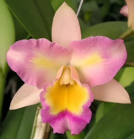 Rth Nonthaburi Fancy orchid