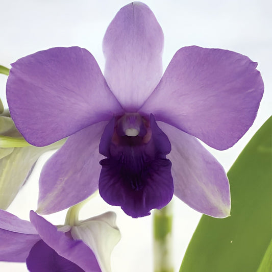 Dendrobium Aridang Blue Orchid Comes in 4" pot - Aloha Hawaii Orchids