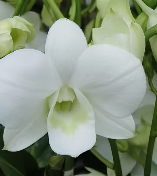 Dendrobium Burana White Orchid Comes in 4" Pot - Aloha Hawaii Orchids