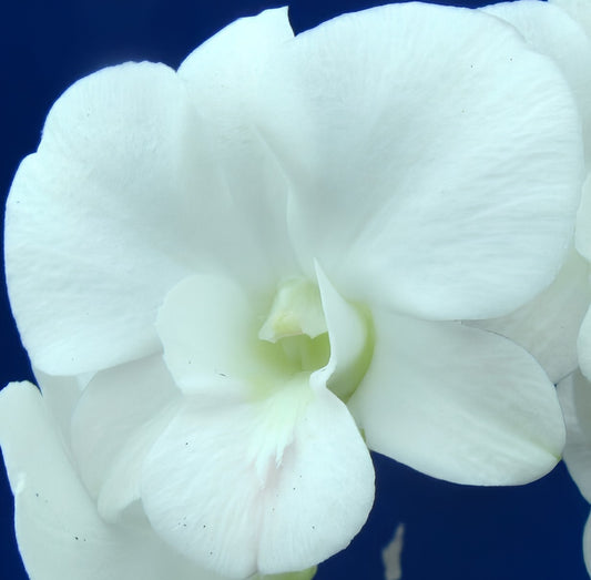 Dendrobium Full Moon 'White' Orchid Come In A 4" Pots - Aloha Hawaii Orchids