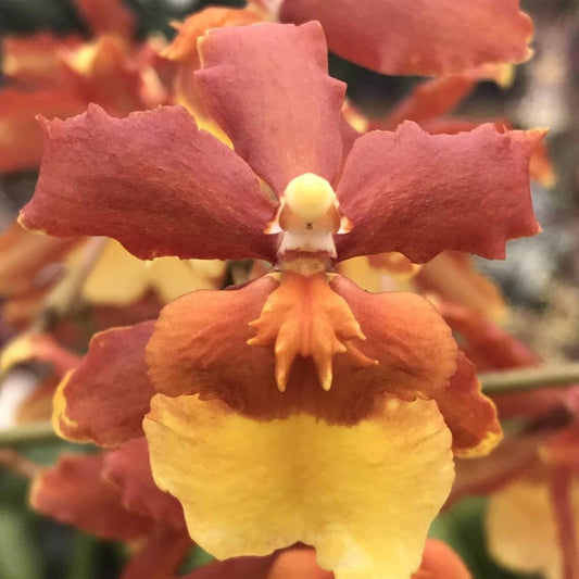 Orchid Odontocidium Sunny Daze ‘Hilo Bay’ Live Orchids - Aloha Hawaii Orchids