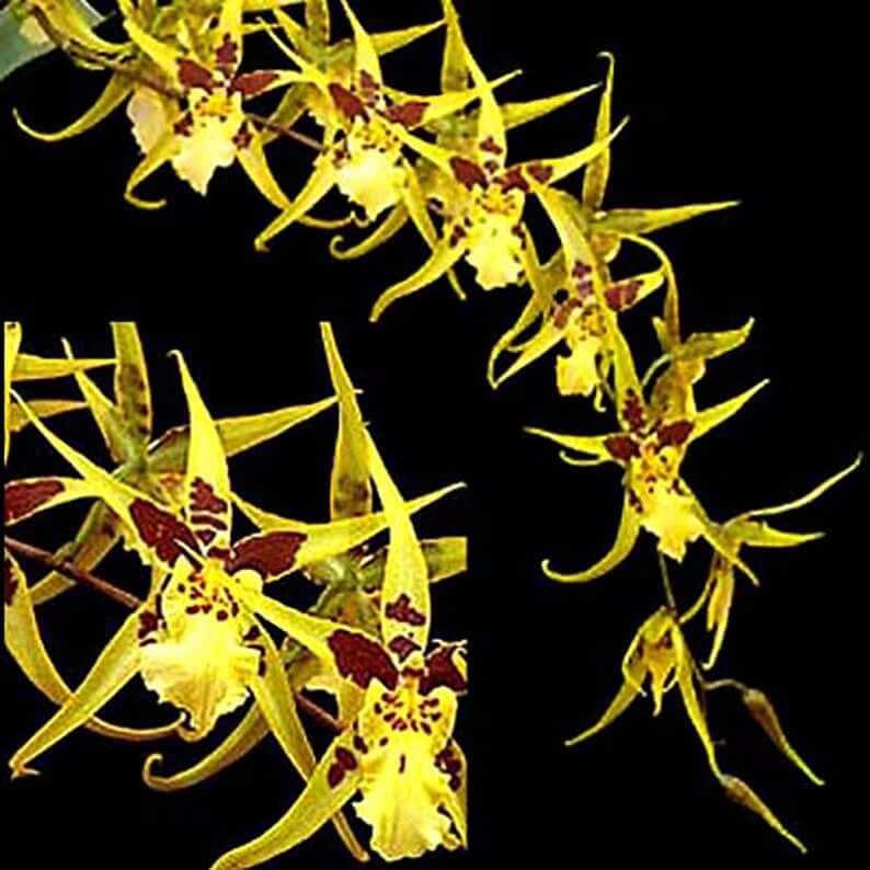 Orchid Maclellanara Orchid Yellow Star ‘Golden Gambol’ Tropical Live Plants - Aloha Hawaii Orchids