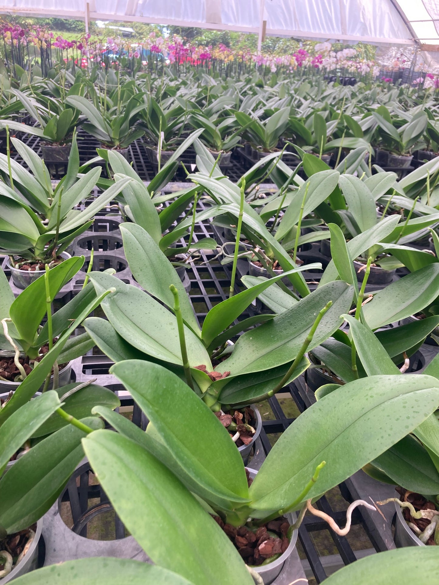 Lavender Phalaenopsis Orchid Blooming size - Aloha Hawaii Orchids