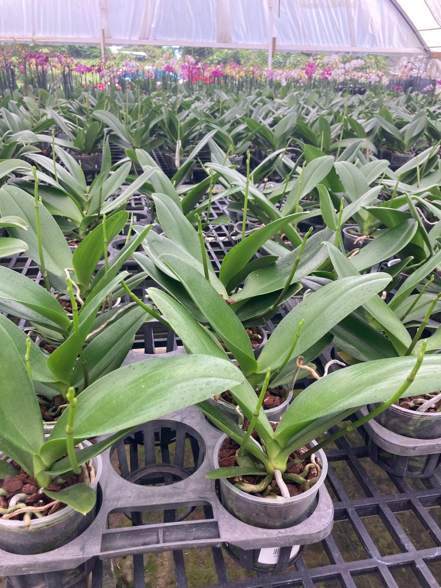 Purple Phalaenopsis Orchid Blooming size - Aloha Hawaii Orchids