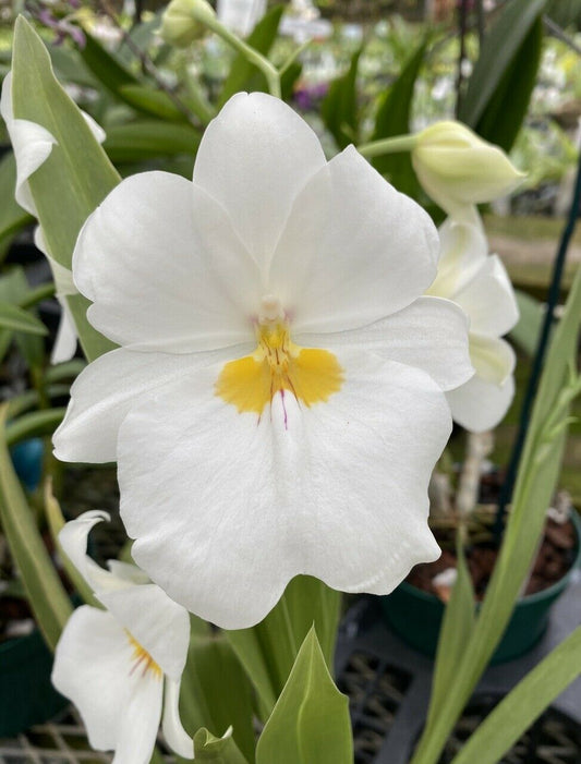 Orchid Miltoniopsis Pacific Clouds Orchid Fragrant Live Plant - Aloha Hawaii Orchids