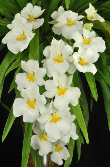 Orchid Miltoniopsis Pacific Clouds Orchid Fragrant Live Plant - Aloha Hawaii Orchids