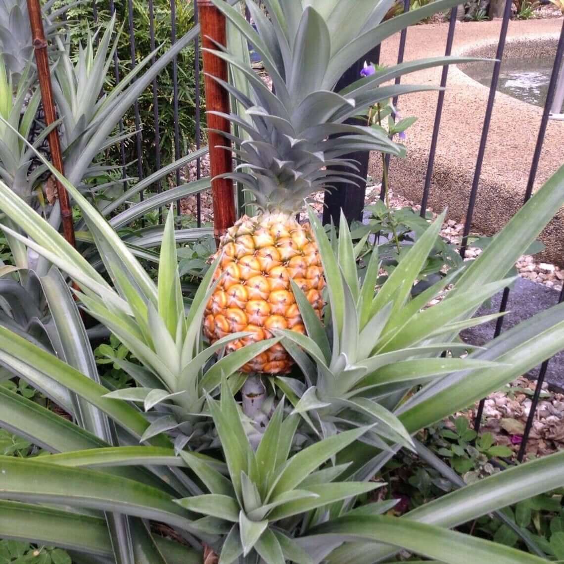 White Pineapple - White Hawaiian Pineapple Non Acidic Super Sweet Comes in 4" Pot - Aloha Hawaii Orchids