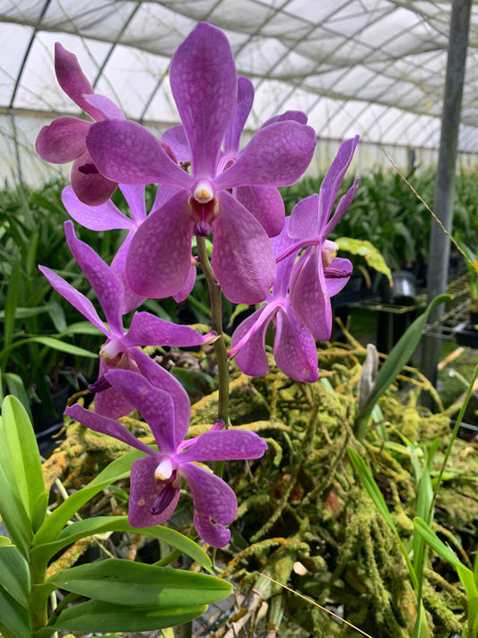 Aranda Blue Giant Orchid Comes in a 4" Pot - Aloha Hawaii Orchids