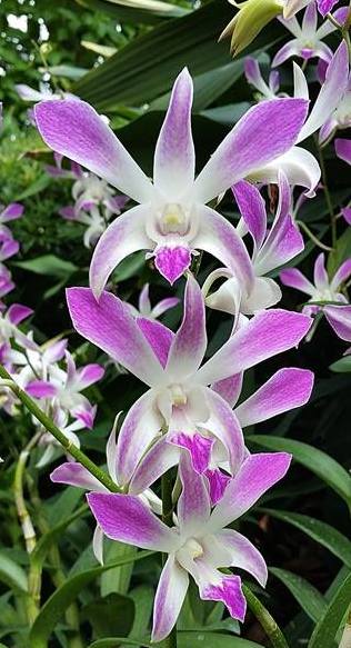Dendrobium Ceasar Pink - Aloha Hawaii Orchids