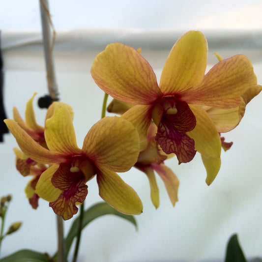 Dendrobium Pinwattana Orchid Comes in 4" Pot - Aloha Hawaii Orchids