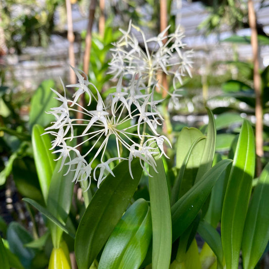 Bulbophyllum Laxiflorum Comes in 2" Pot