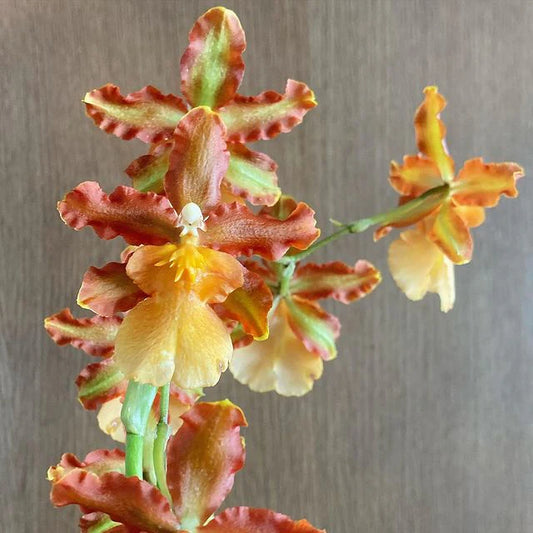 Odontocidium Catatante 'Kilauea Karma' Comes in 4" Pot