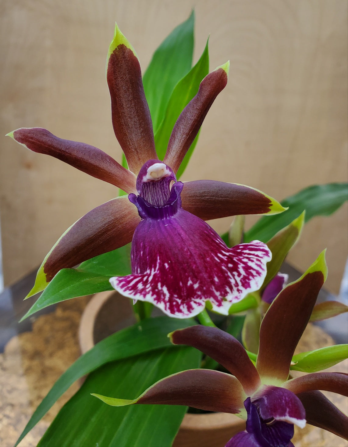 Orchid Zygopetalum Rhein Moonlight x Zygo.‘Blue Eyes’ Orchid Fragrant - Aloha Hawaii Orchids