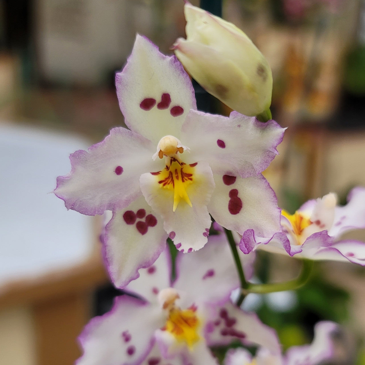 Wilsonara Opalescent ‘On the Edge’ Comes in 2" Pot