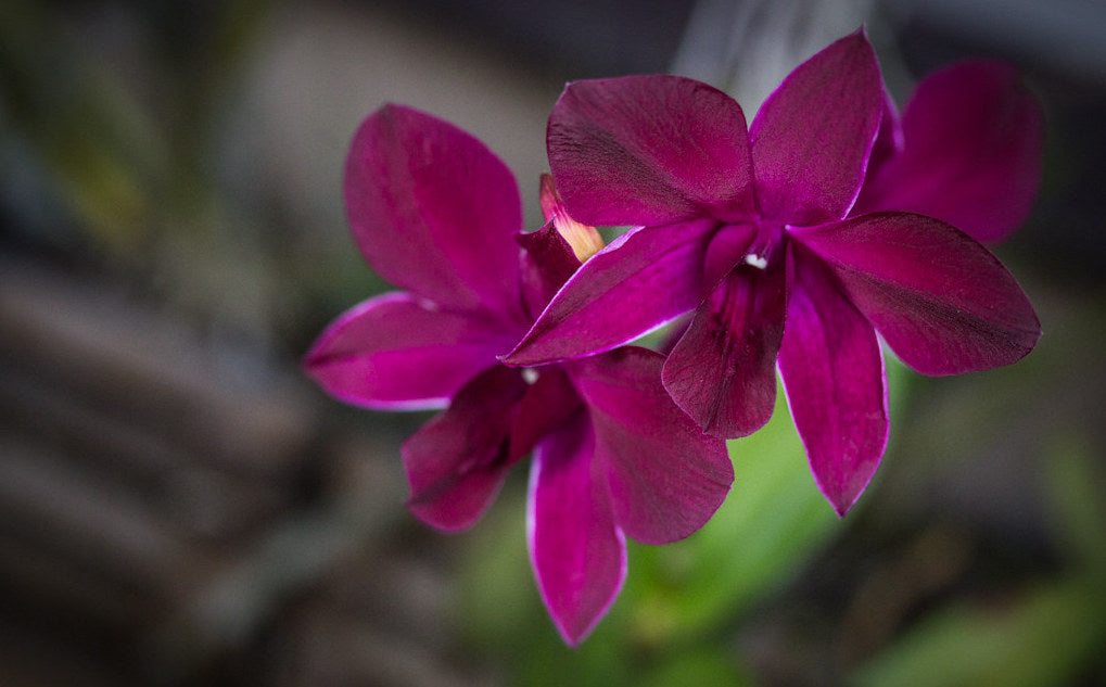 Dendrobium Kratingdaeng Comes in 4" Pot