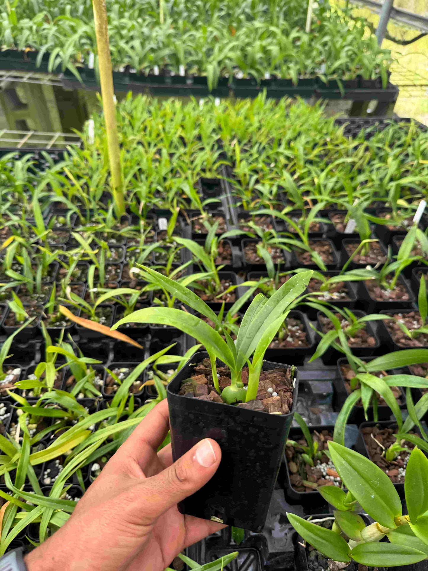 Prosthechea cochleata – Clamshell Orchid – Easy Blooming Species Orchid – Hawai‘i Grown Orchid Plant