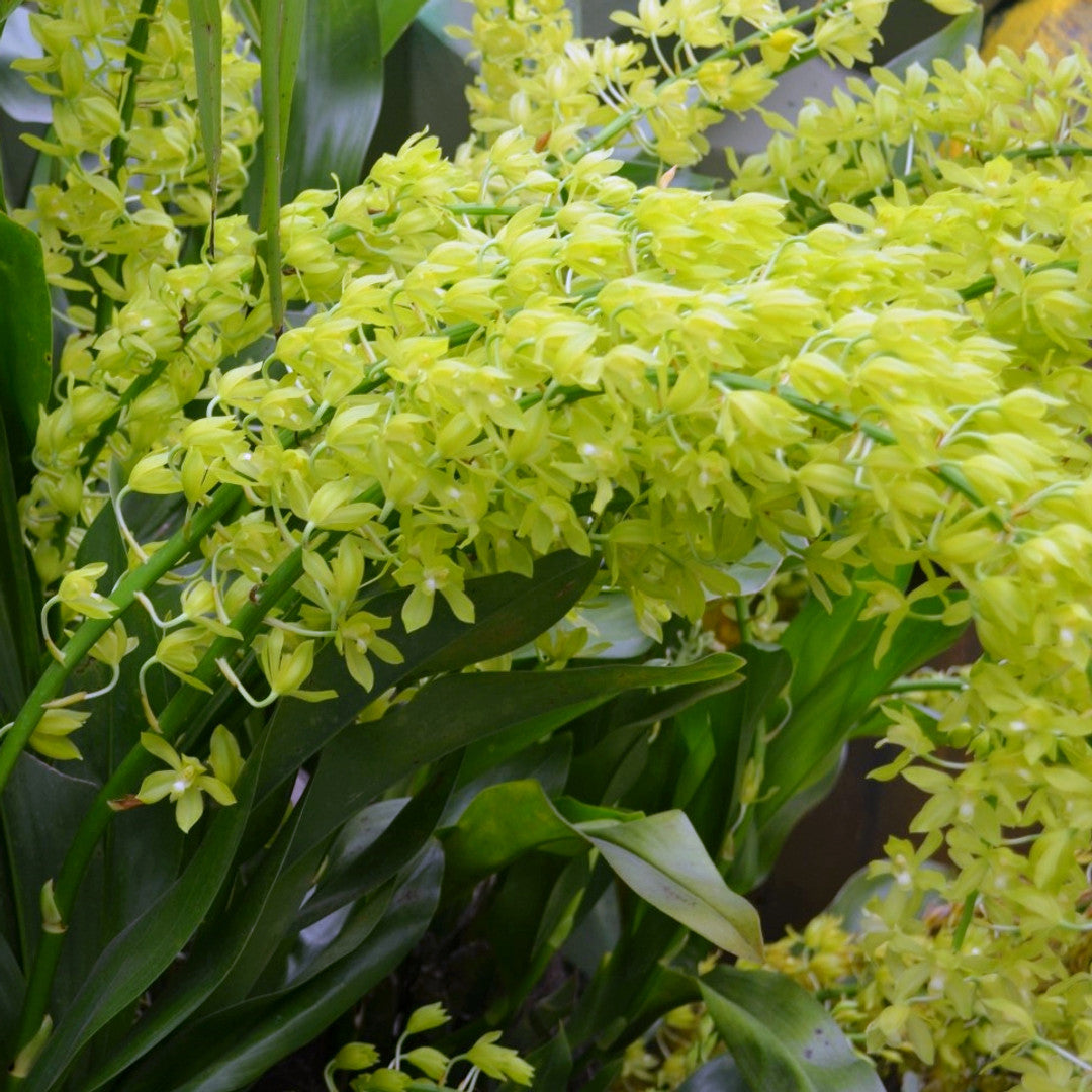 Grammatophyllum Scriptum Var. Citrinum ( Green Alba ) Orchid Comes In 4" pot - Aloha Hawaii Orchids