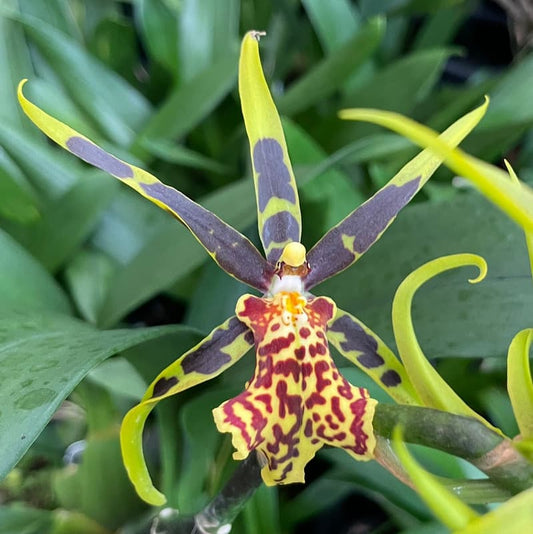 Brassocidostele Gilded Tower ‘Mystic Maze’ orchid with yellow spider-like flowers and red markings – exotic hybrid – Hawai‘i grown