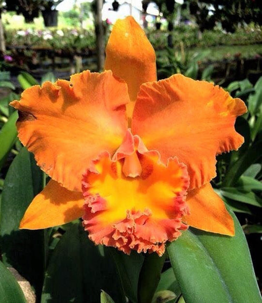 Rlc. Cattleya Suvarnabhumi Delight 'Salmon Queen' Fragrant Comes in 2" Pot