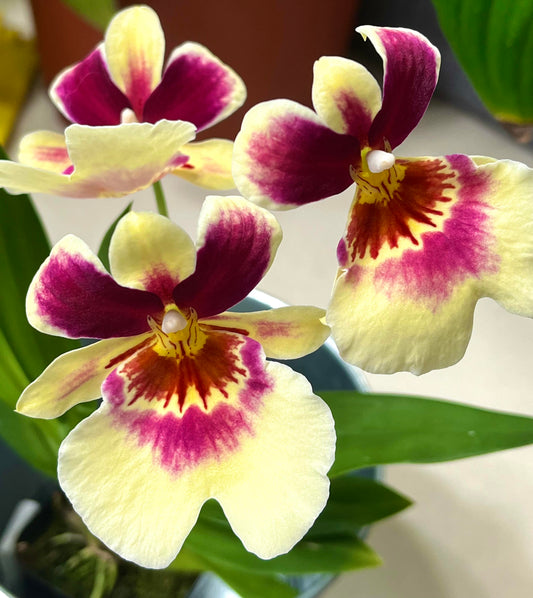 Miltoniopsis Banana Fandango ‘Faded Memories’