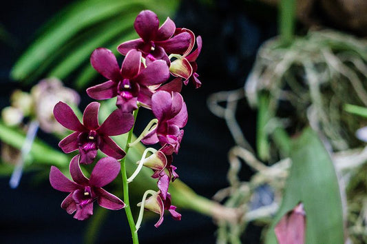 Den. Burana Sunday