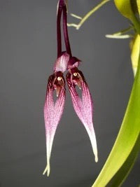Bulb Biflorum Orchid Comes in 4" Pot - Aloha Hawaii Orchids