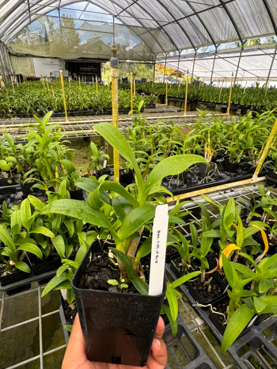 Dendrobium Gift by God Orchid from Hawaii