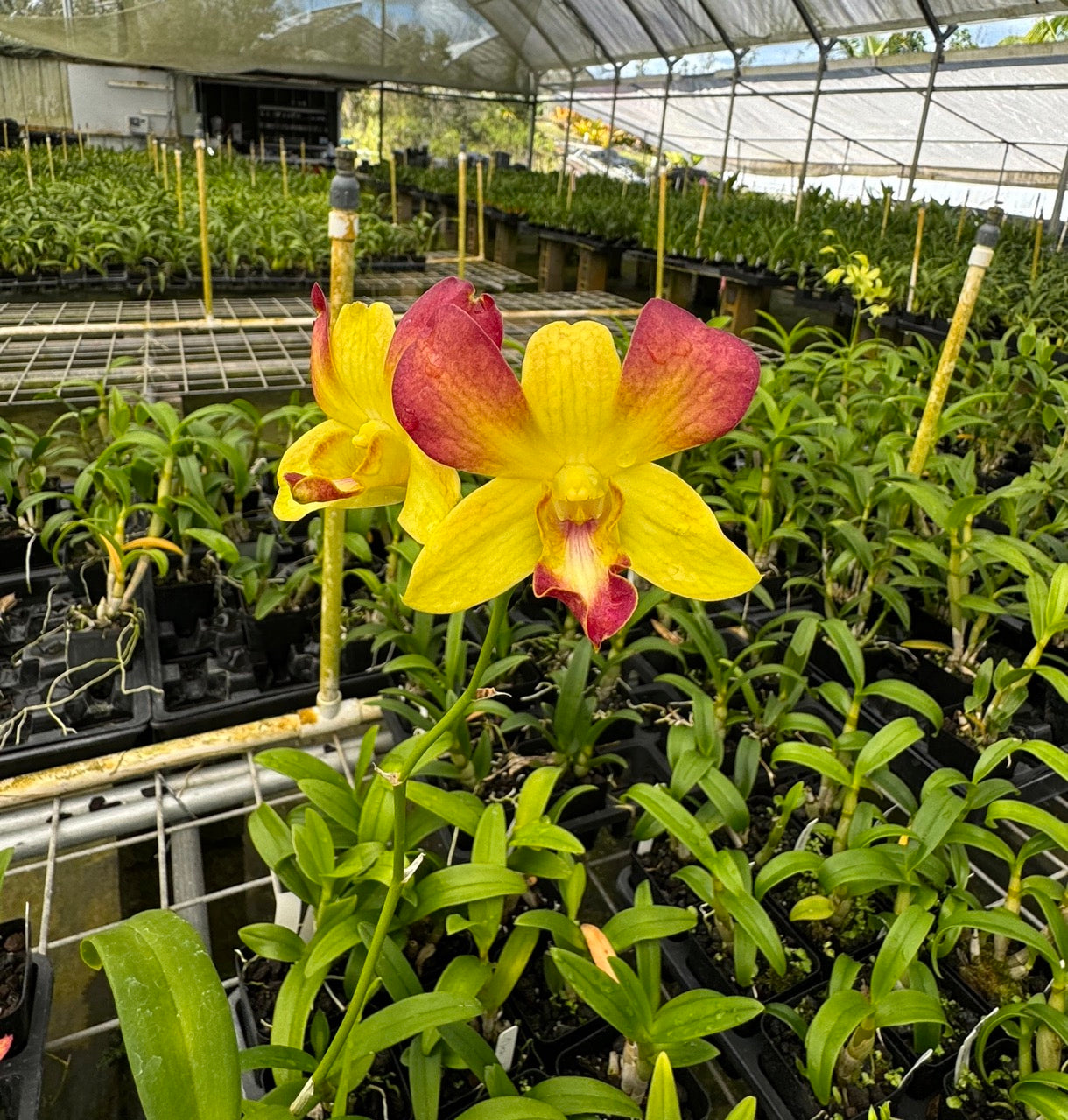 Dendrobium Honey Orchid from Hawaii