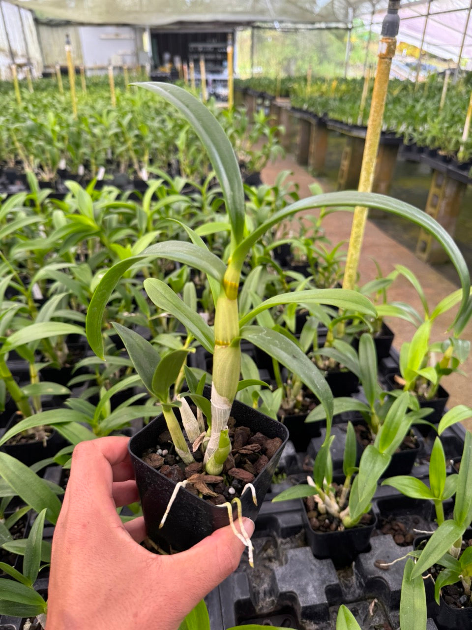 Dendrobium Nopporn Pink Orchid from Hawaii 4" plant