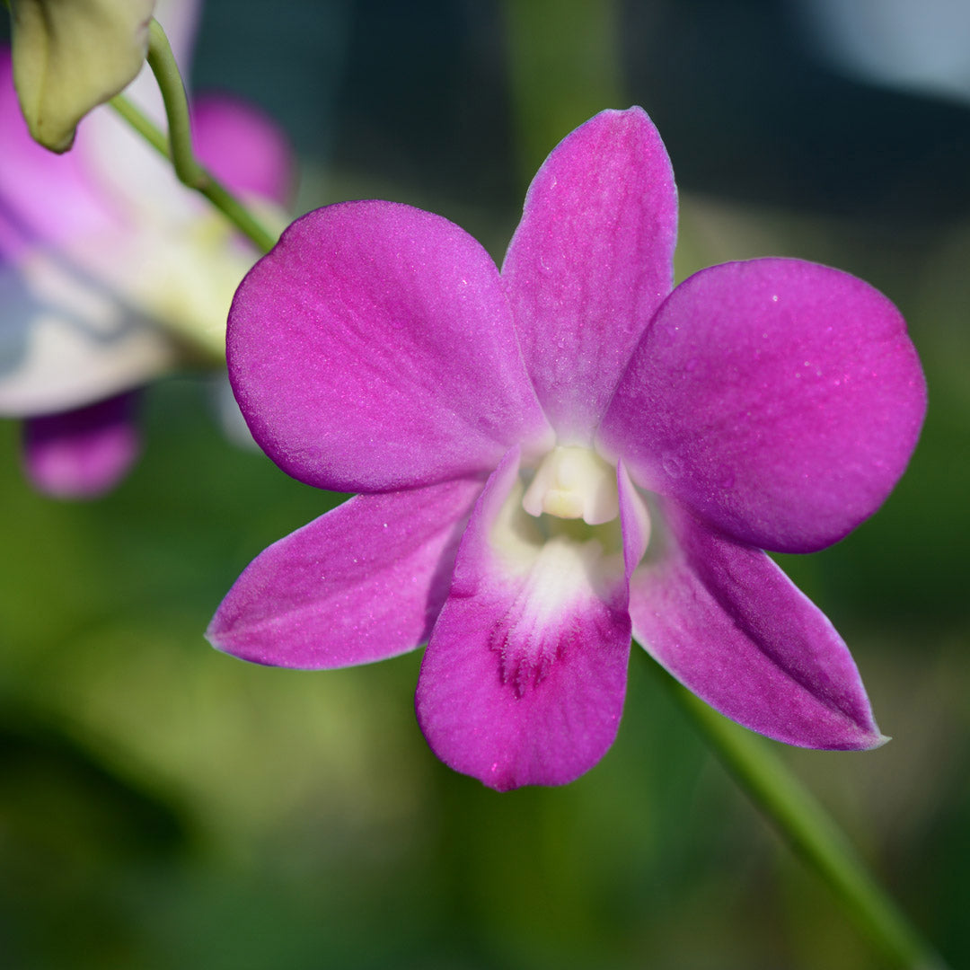 Dendrobium Nopporn Pink Orchid from Hawaii