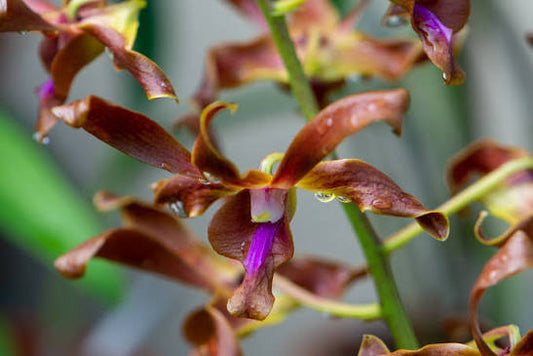 Dendrobium Red Spin Brown Orchid – Live Dendrobium Orchid Plant