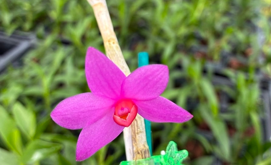 Buy Dendrobium glomeratum orchids in 2" pots. Healthy blooming-size plants with vibrant pink flowers and orange lips. Grown in Hawaii and shipped nationwide.