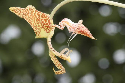 Buy Gongora gratulabunda orchids in 2" pots. Healthy blooming-size plants with fragrant, pendulous flowers. Grown in Hawaii and shipped nationwide.