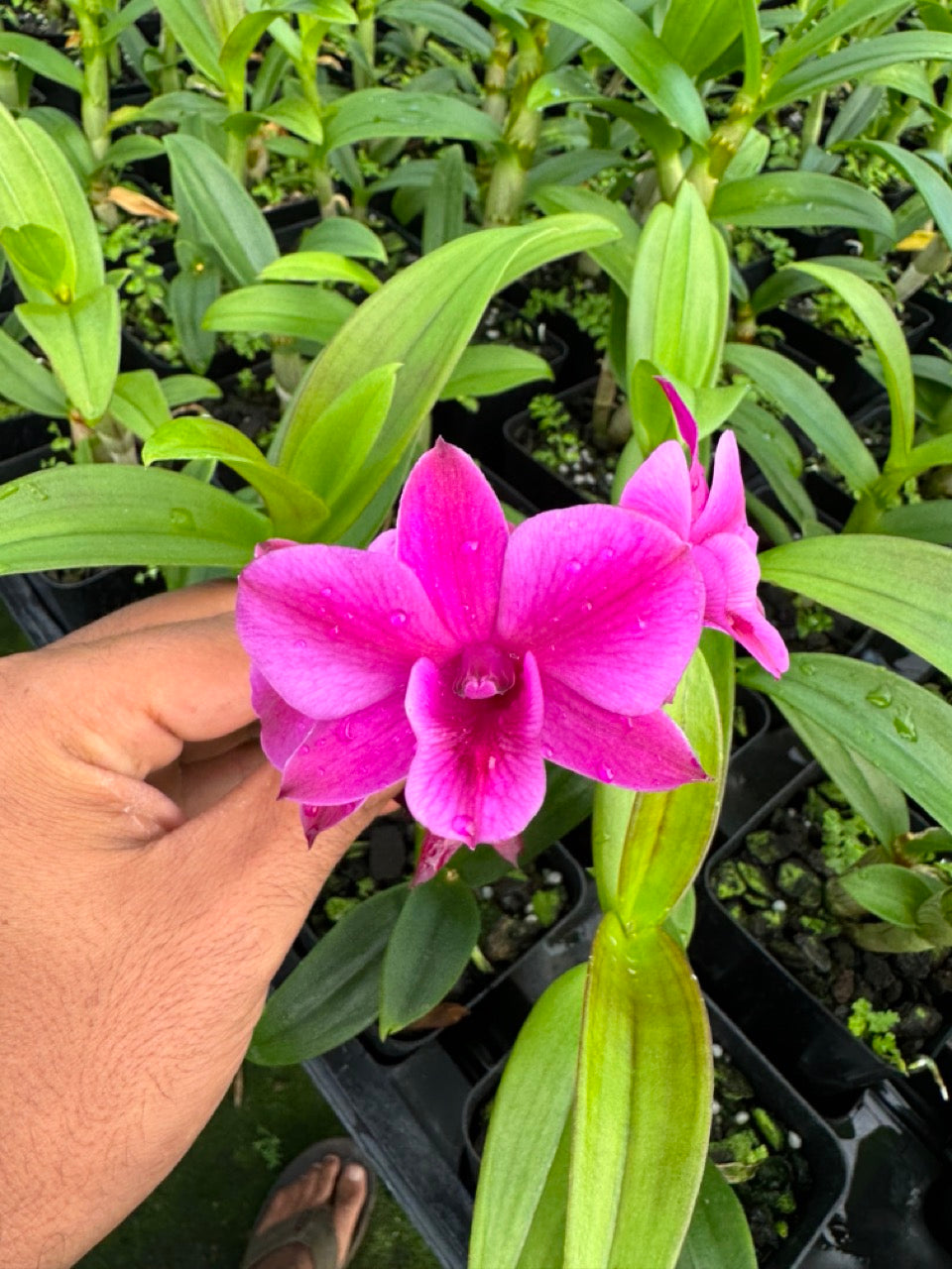 Dendrobium LD Red Orchid Comes in 4" Pot - Aloha Hawaii Orchids