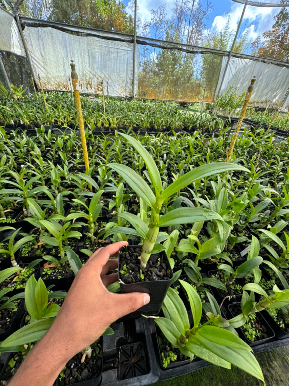 Dendrobium LD Red Orchid Comes in 4" Pot - Aloha Hawaii Orchids