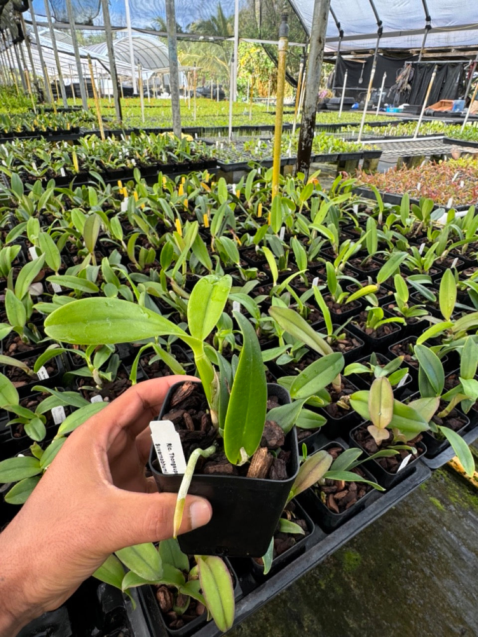 Cattleya Rlc Thongsuphan Gold x Rlc Suvarnabhumi Magic Orchid Comes in 4" Pot - Aloha Hawaii Orchids