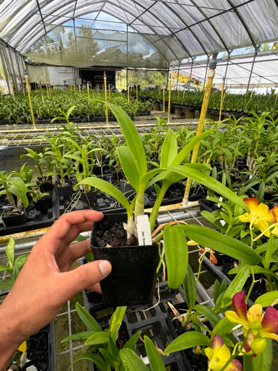 Dendrobium Honey Orchid Comes in 4" Pot - Aloha Hawaii Orchids