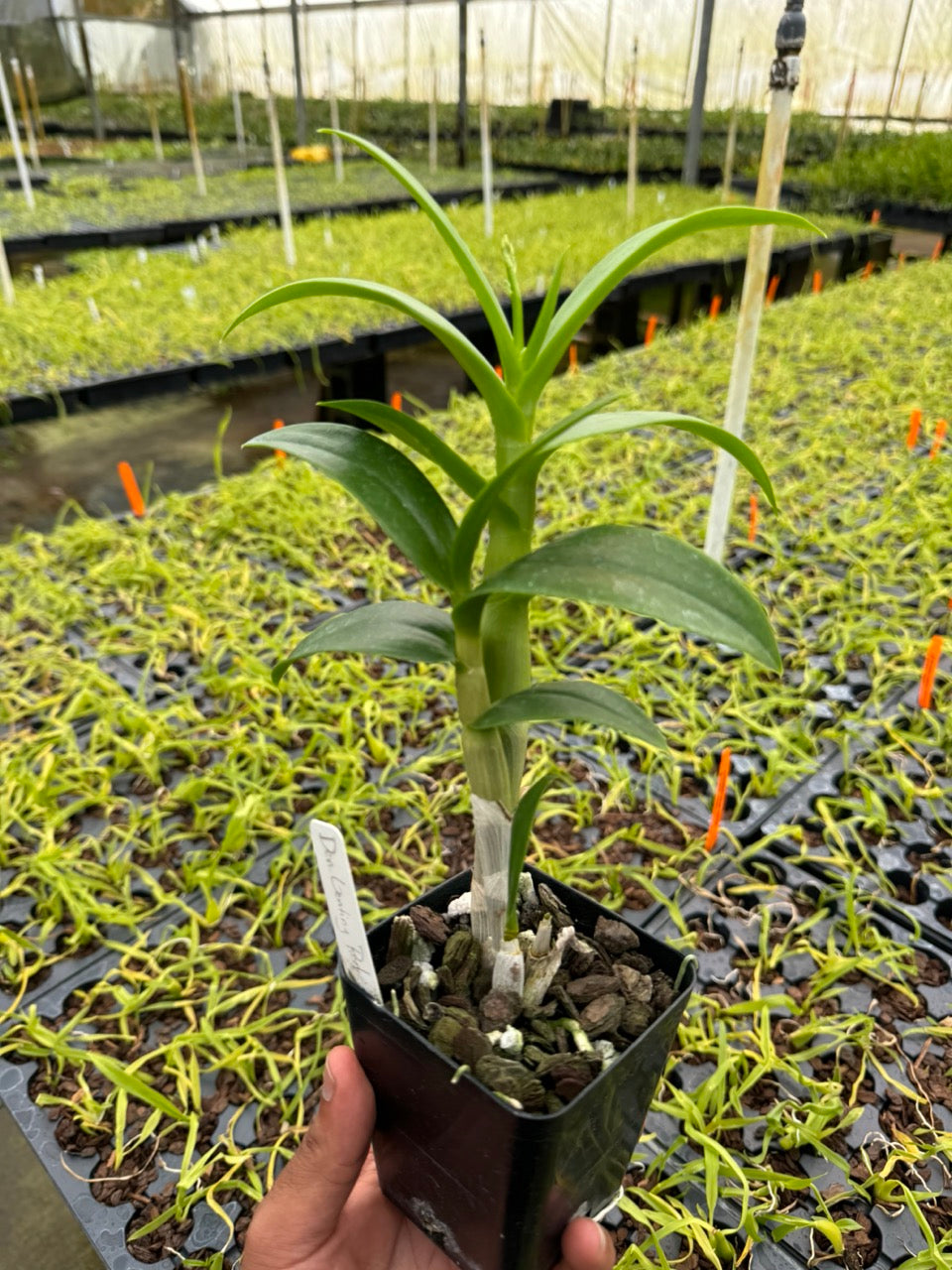 Dendrobium Genting Red Orchid Comes in 4" Pot - Aloha Hawaii Orchids