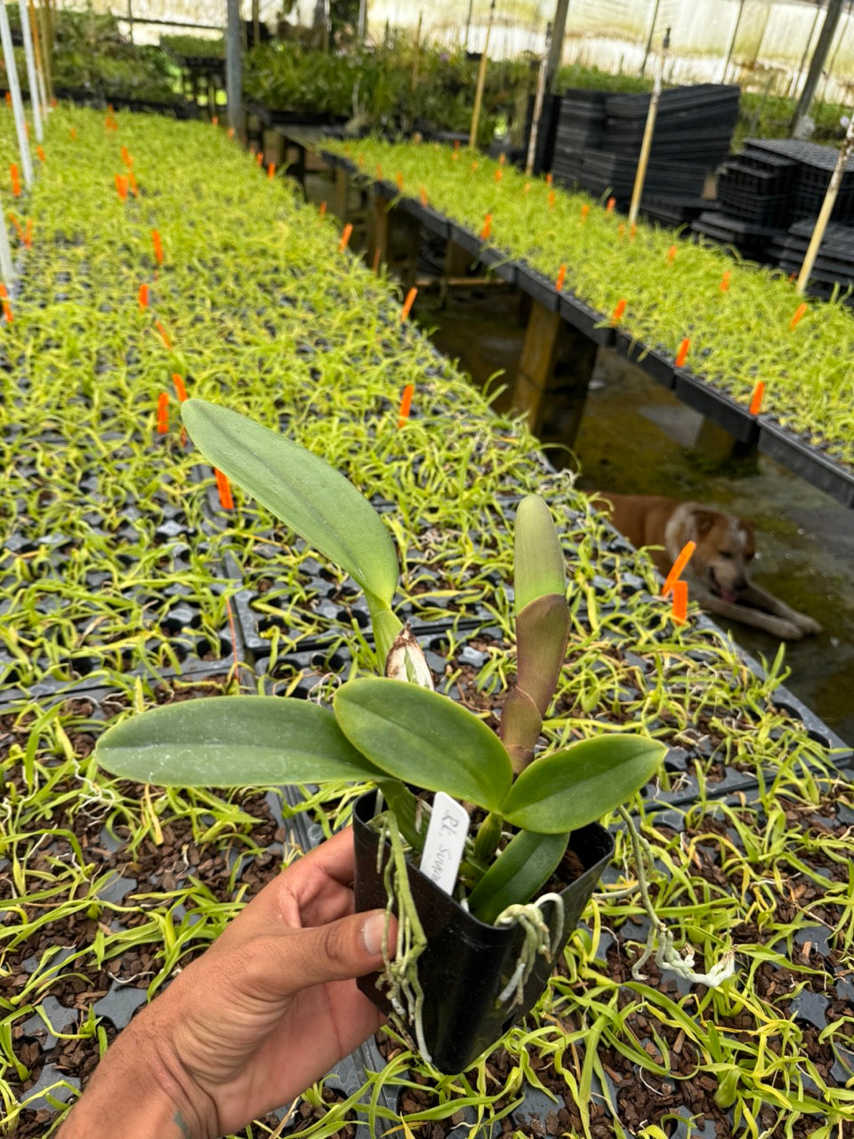 Rlc. Cattleya Suvarnabhumi Delight 'Salmon Queen' Fragrant Orchid Comes in 4" Pot - Aloha Hawaii Orchids